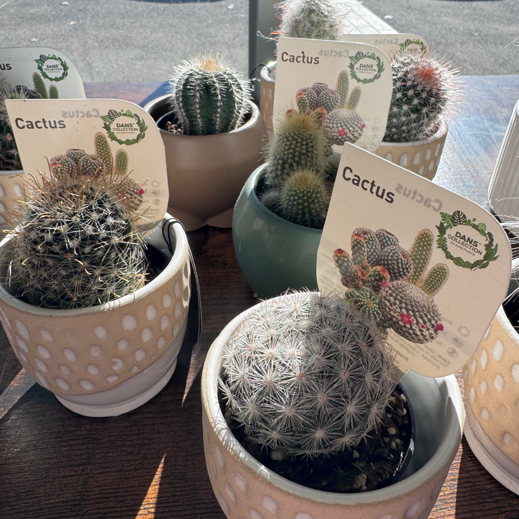 Petite Cacti - Image 6