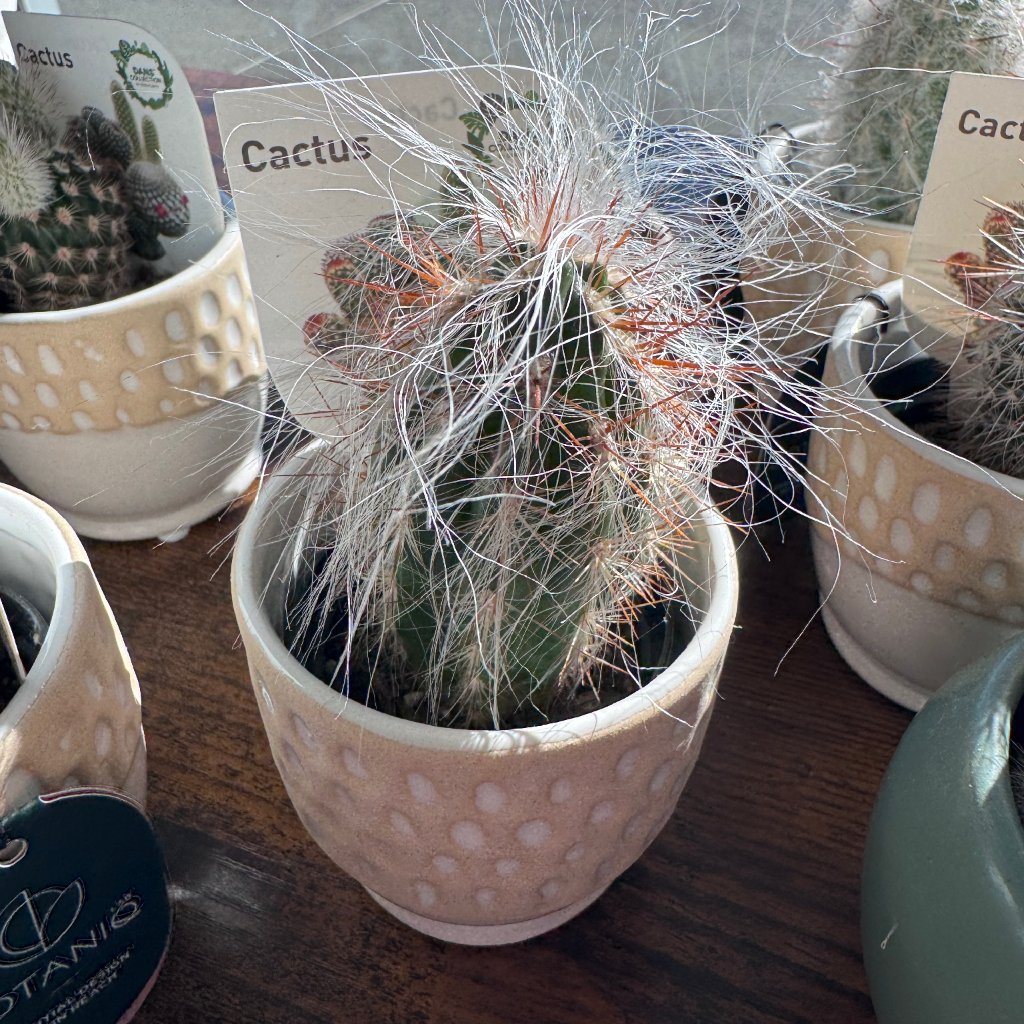 Petite Cacti - Image 7