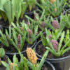 Ballarat Florist Shop seasonal hyacinths