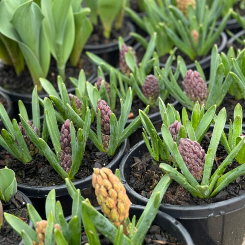Ballarat Florist Shop seasonal hyacinths