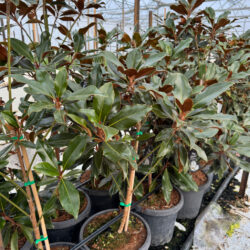 Magnolia LARGE pots