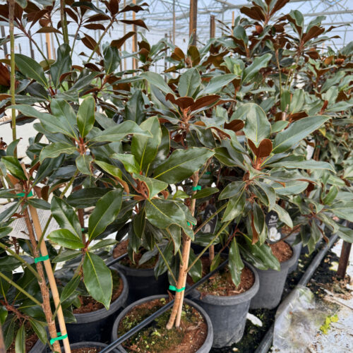 Magnolia LARGE pots