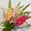 Pink Lemonade by Stems - Image 2