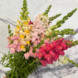 Pink Lemonade by Stems