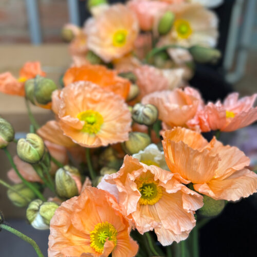 Giant gorgeous Poppies