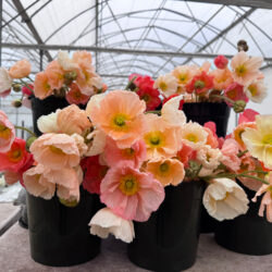 Giant gorgeous Poppies