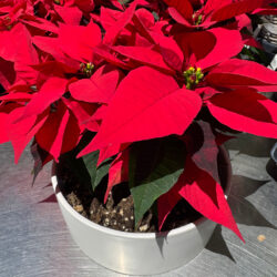 Poinsettia in Ceramic