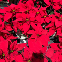Poinsettias