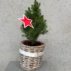 Potted Christmas Trees