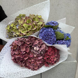 Home grown Hydrangeas