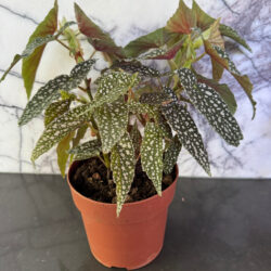 Begonia Polka Dot
