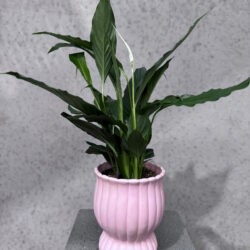 Peace Lily