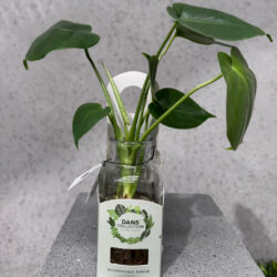 Hydroponic Plants