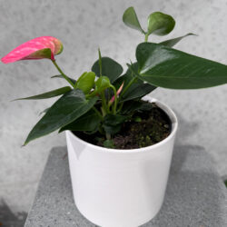 Antherium Pots