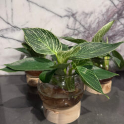 Hydroponic Plant