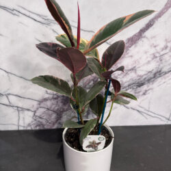 Ficus Ruby