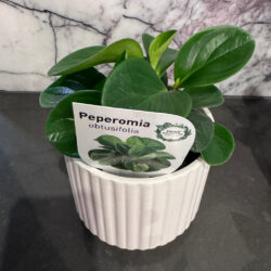 Peperomia