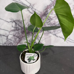 Monstera