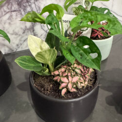 Indoor Multiplant Decor