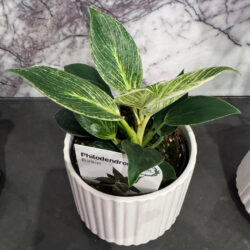 Philodendron